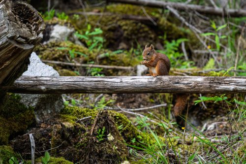 morskie oko-77
